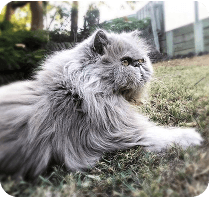 Lila, one of The Coloring Channel's creative companions