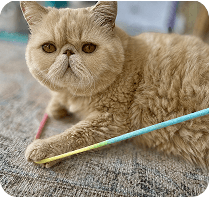 Teddy, one of The Coloring Channel's creative companions